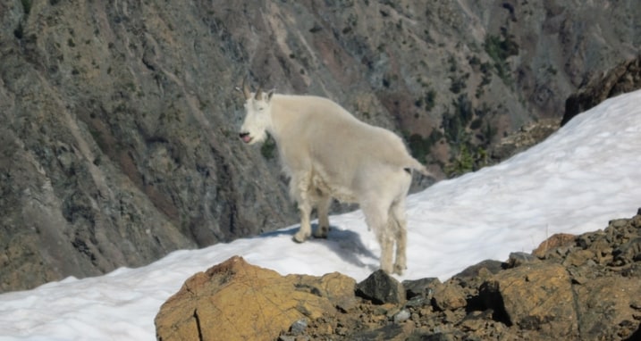 mountain goat.jpg